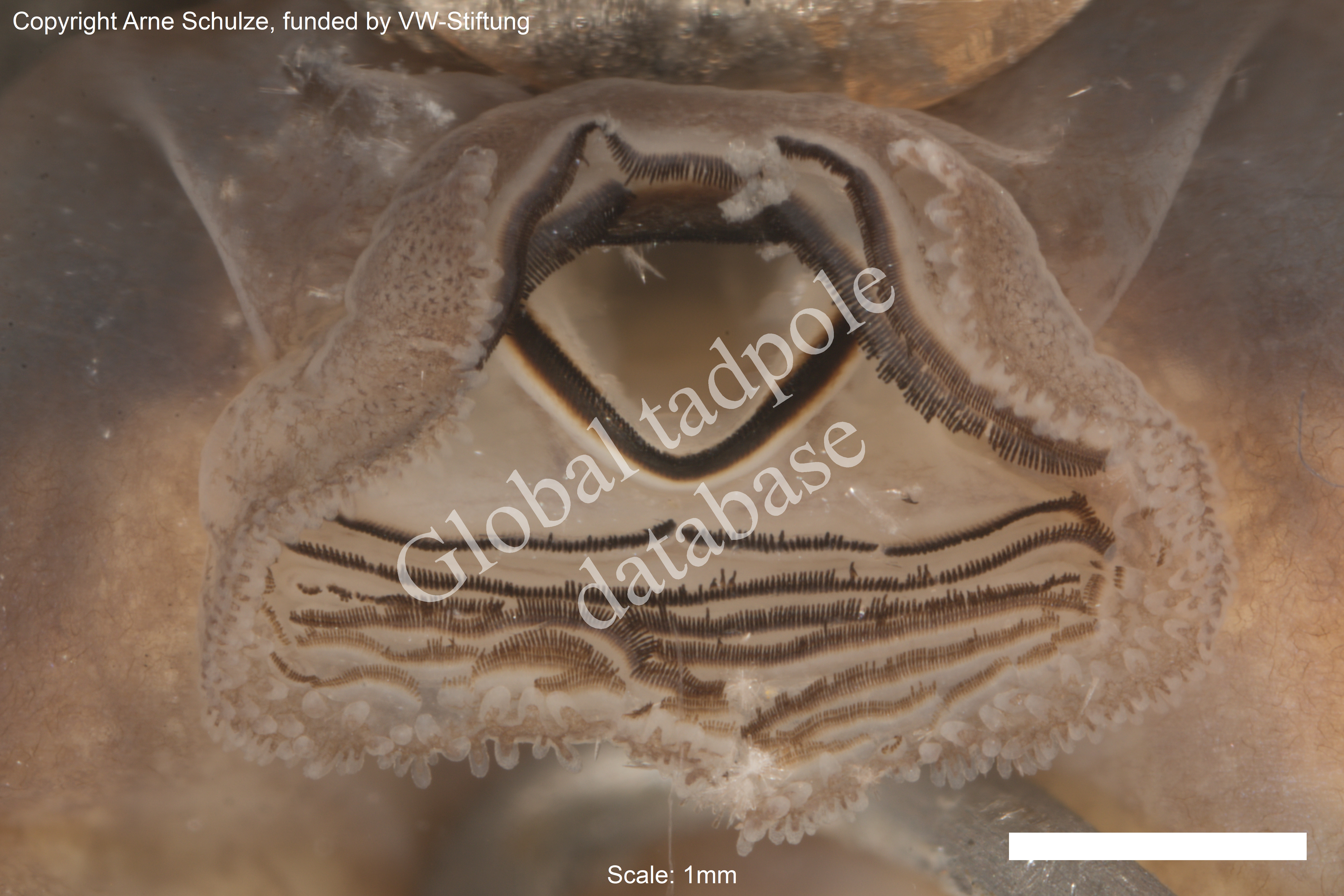 Sorry, no picture available